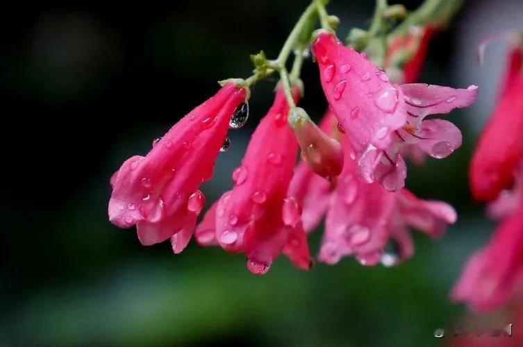 #下联：细雨润红花，拜邀对上联#春风拂绿柳