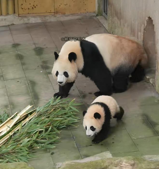 小月亮虽然小小年纪，但特别聪明挺会安排事儿！它和妈妈一起从熊洞出来，然后它飞快跑