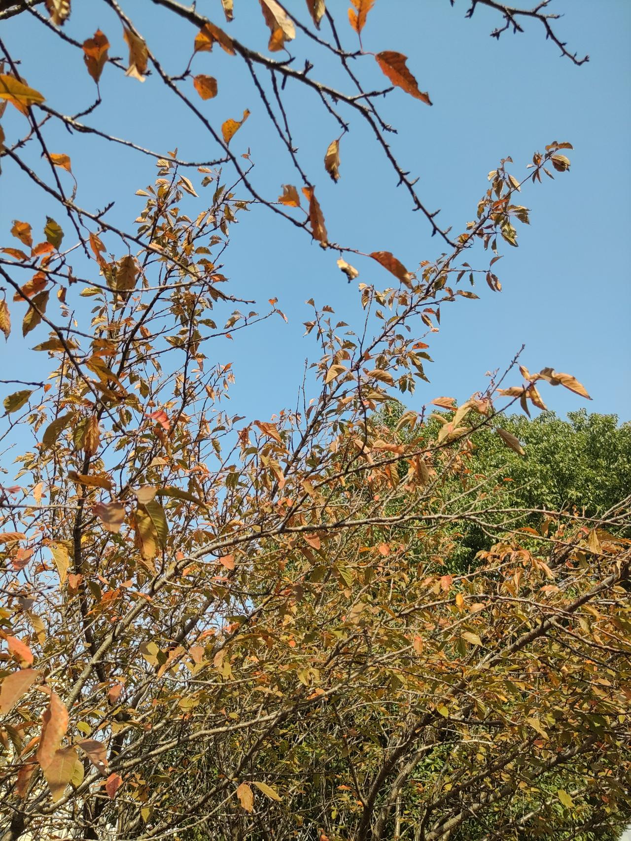 如此叶落（散文诗）

从春到夏，从秋到冬，繁华走向寂寞。
一片叶，追随时光走过。