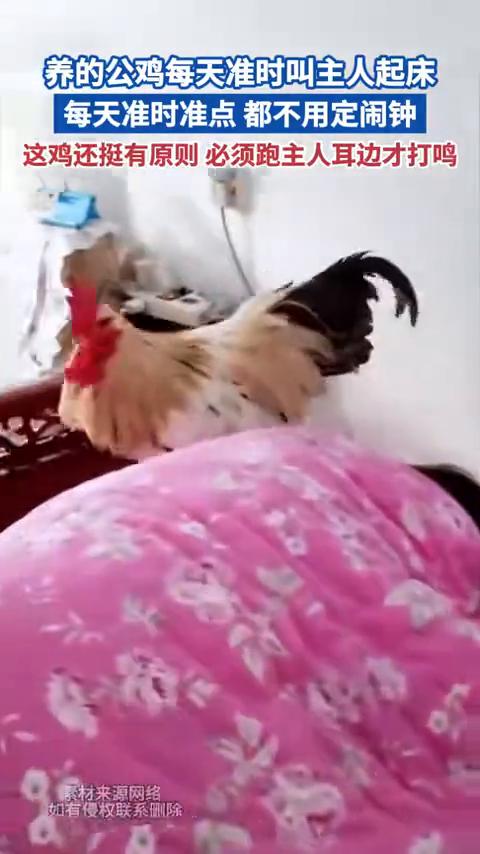 养的公鸡每天准时叫主人起床，每天准时准点都不用定闹钟。这鸡还挺有原则，必须跑主人