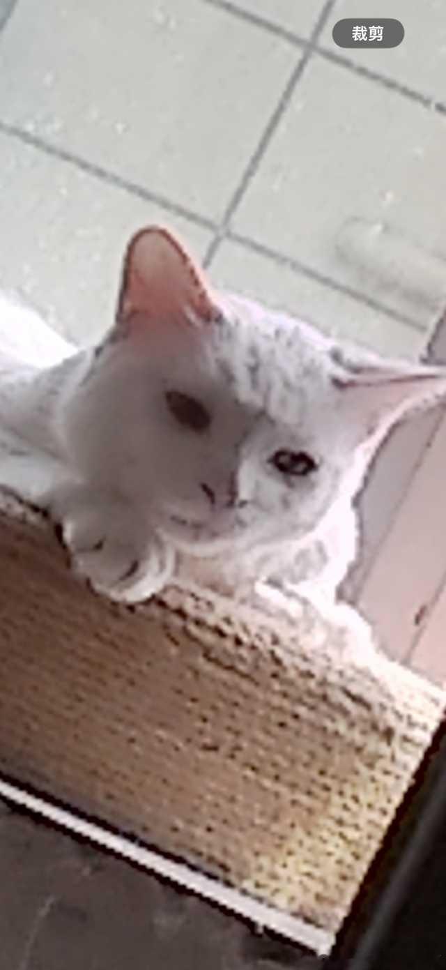 50341【丑猫】这回孩子可以入选了吗