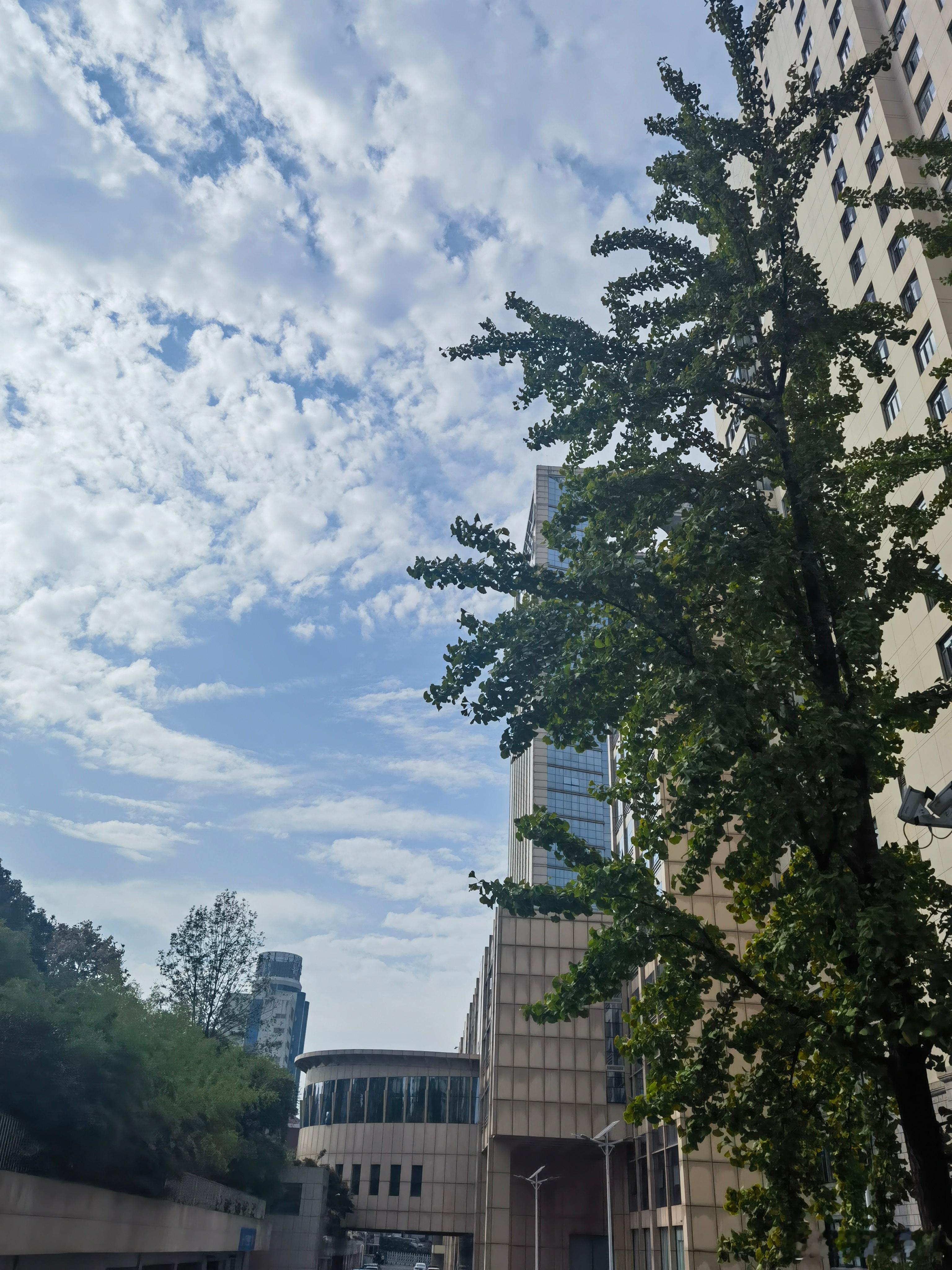 重阳一联：世路已随霜鬓改重阳犹对菊花尊一词：定风波·重九咏怀莫道秋深百卉空，枫燃