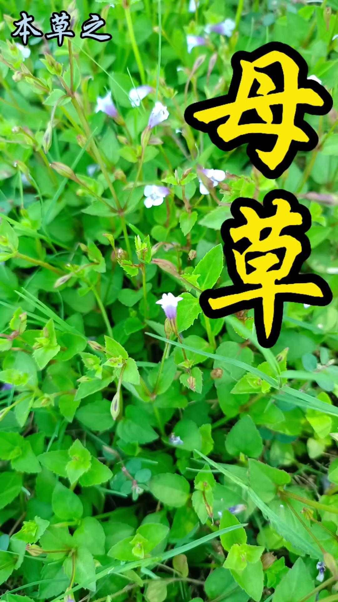 你知道母草吗？是否还有与之相对应的公草？清代《植物名实图考》明确记载了“公草母草