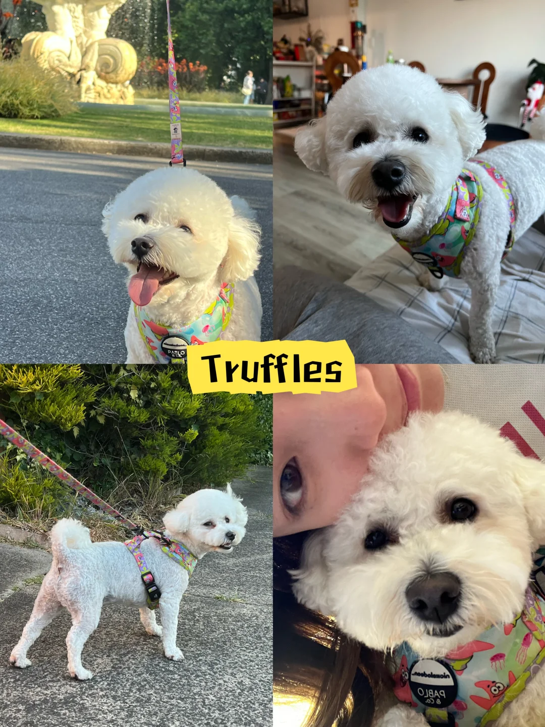 🇦🇺它们承包了我的圣诞和新年🐶🐾