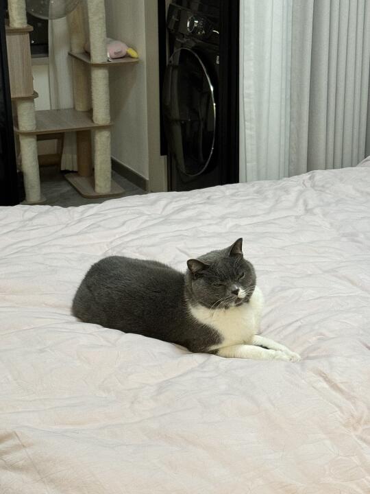 对于这种随地大小睡的猫应该这么处置…