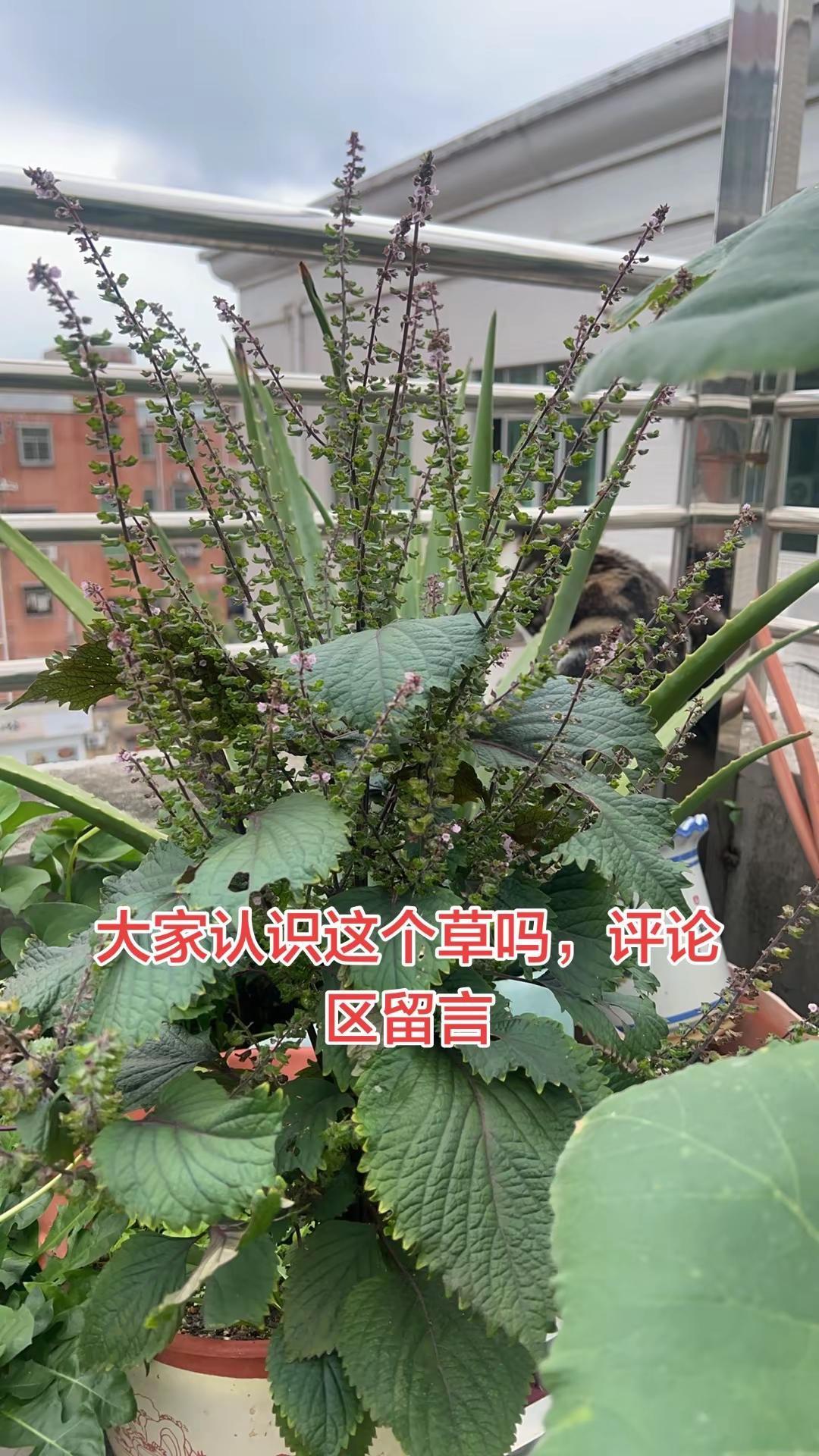 植物生长记录 楼顶菜园