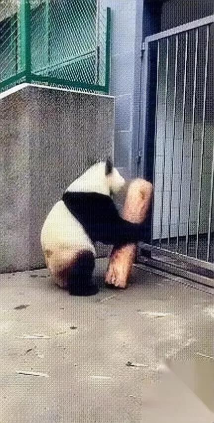 四川这只熊猫

最近火出圈了

谁能想到它催饭的路子，比咱们上班族卡点打下班卡还