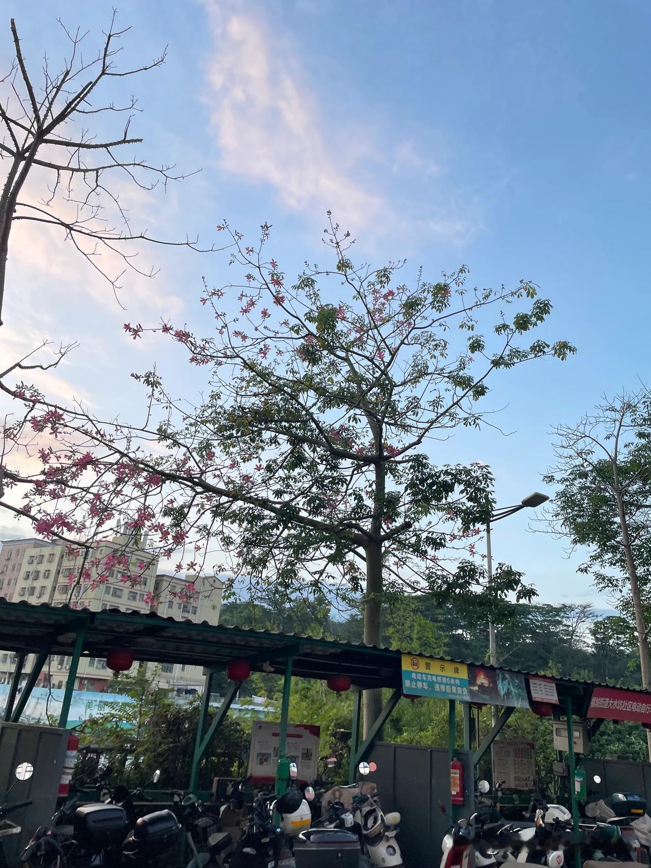 木棉花，学名为Bombax ceiba L.，别称攀枝花、红棉、英雄树，科属分类