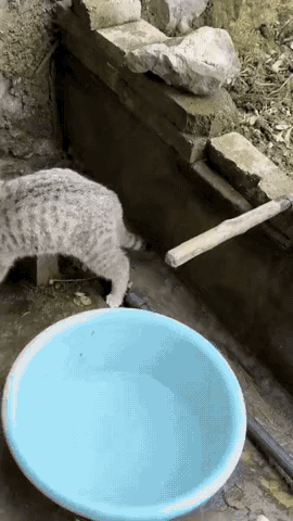 老鼠：我今天是必须交代在这里吗？