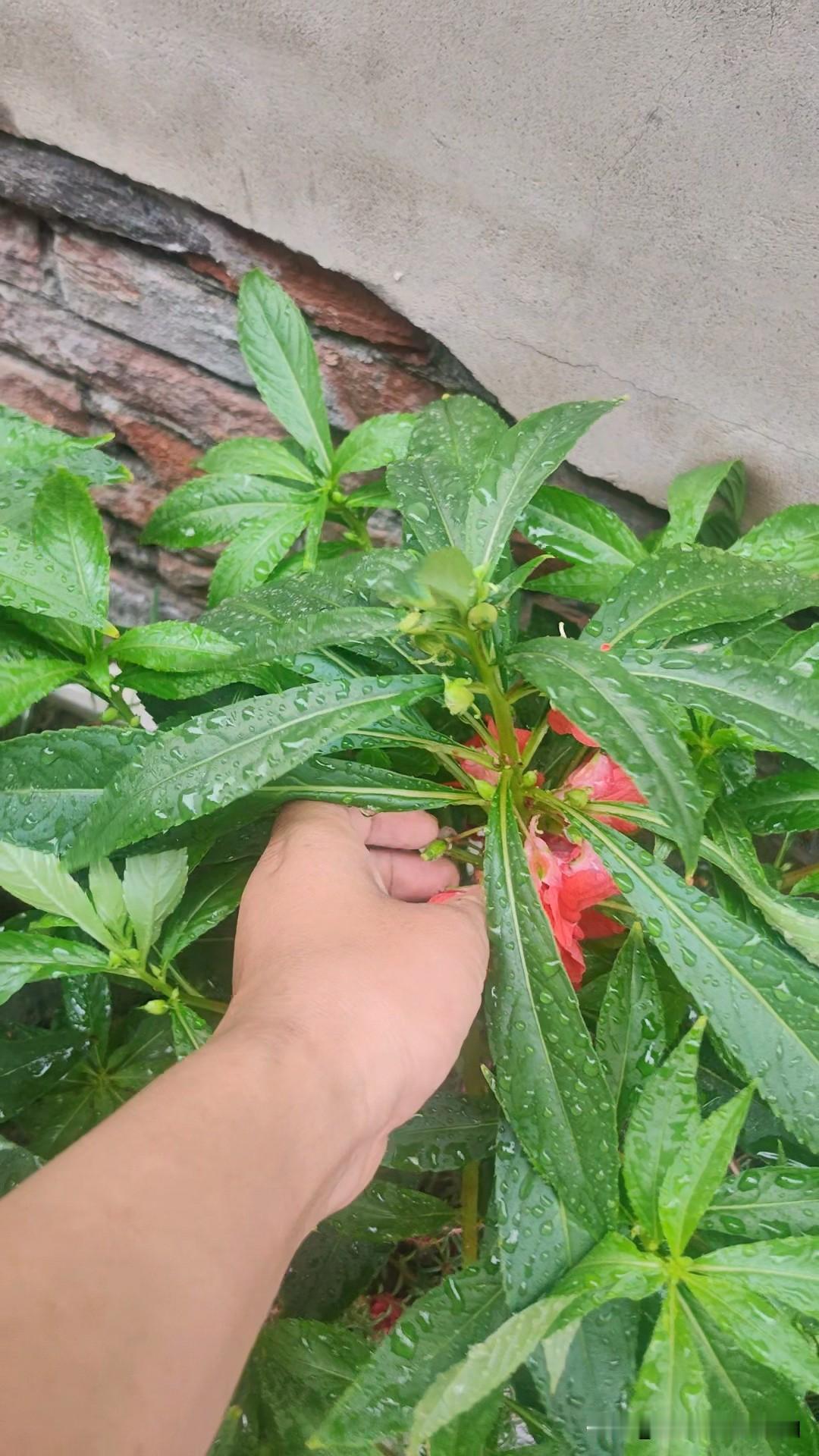 今天天气很凉快，下了一天的小雨，看着门口的指甲草花，我跟闺女说这花很好看，我用这