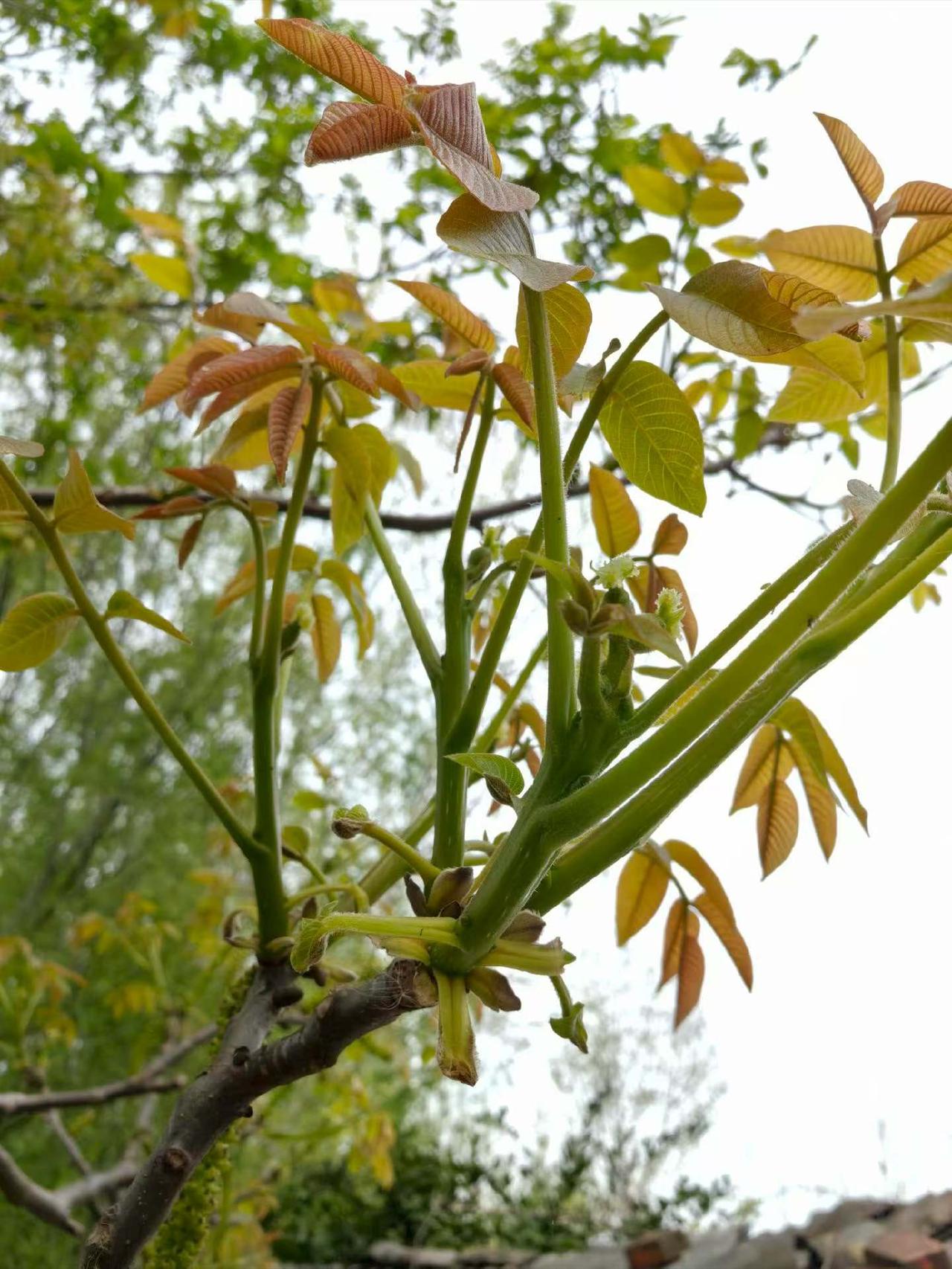 爸爸说城里的叔叔要把名下的一亩荒地给他种，我当即表示反对，可他不听偏要花钱找人开