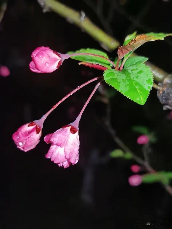 下大雨了，去接娃，路上水很深，春天的雨啊，不冷，怪不得杜甫要春夜喜雨呢[捂脸]