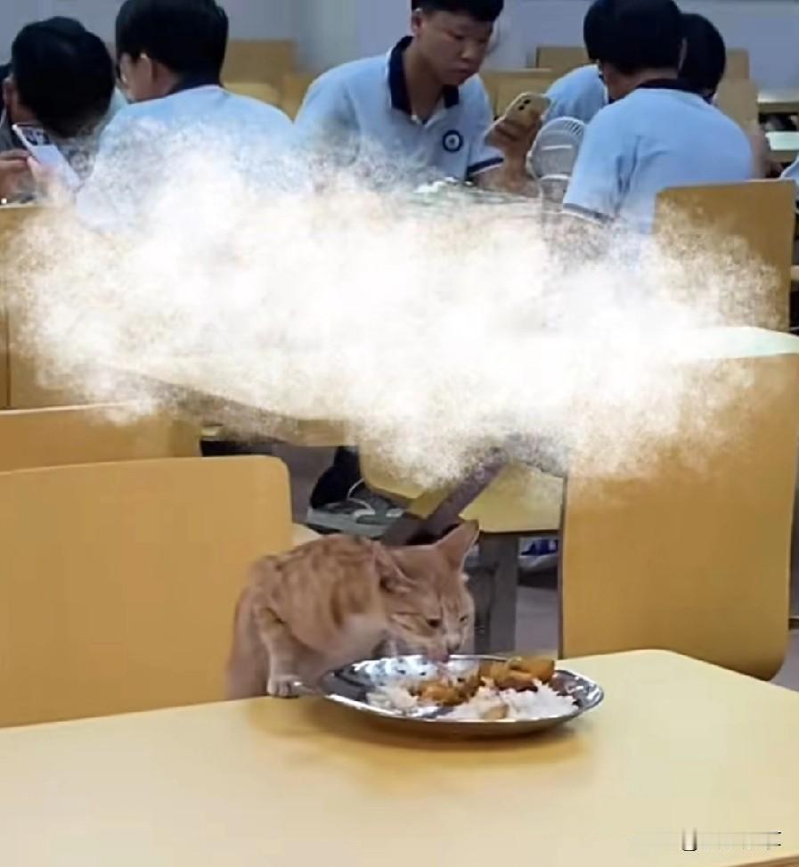 近日湖南，一学校食堂，猫咪偷吃学生的剩饭，这种行学就没人管，学生同动物一样同时吃