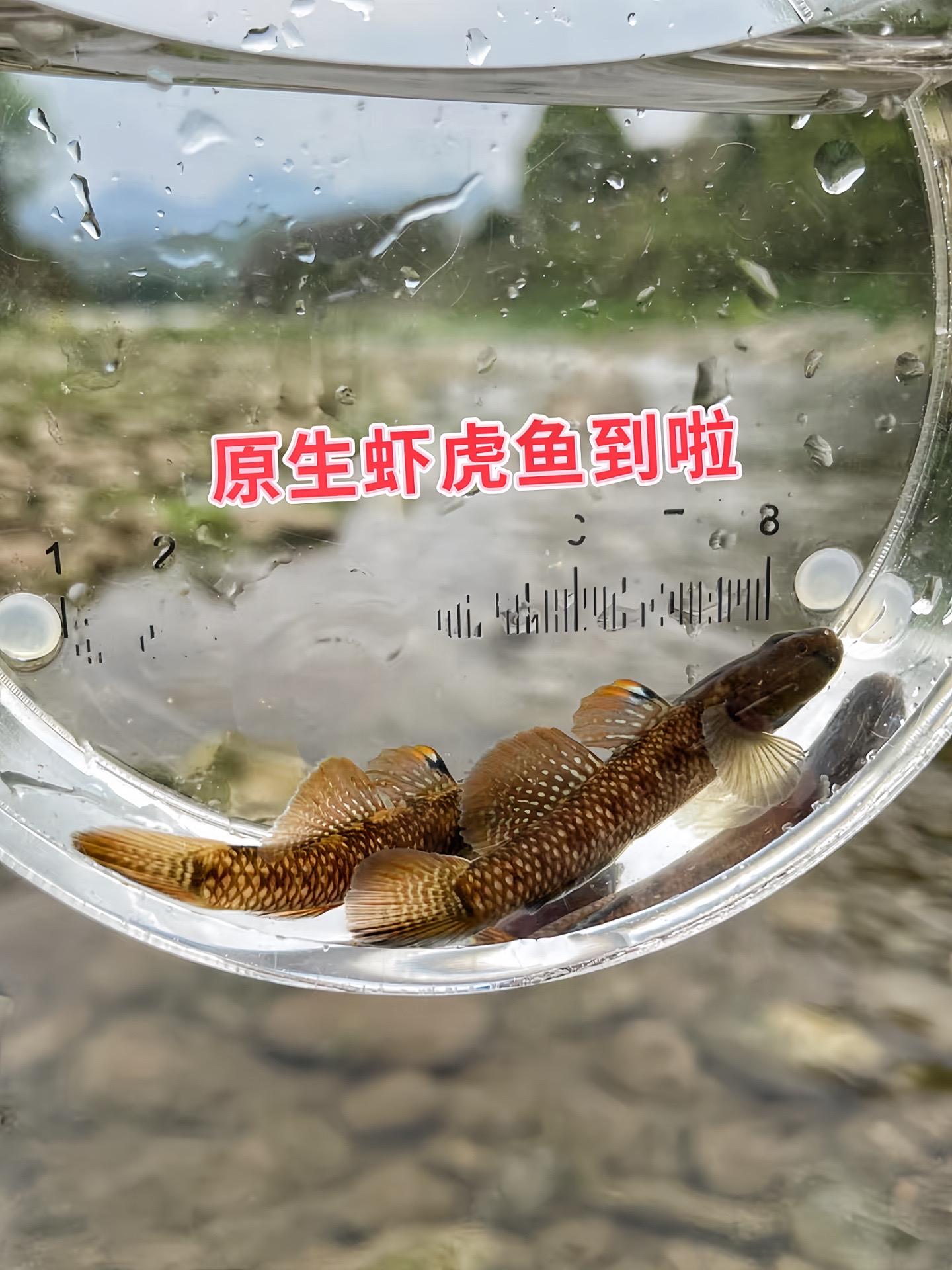 想为水族箱增添活力？虾虎鱼是绝佳“气氛组”！领地意识强，会有有趣的互动...