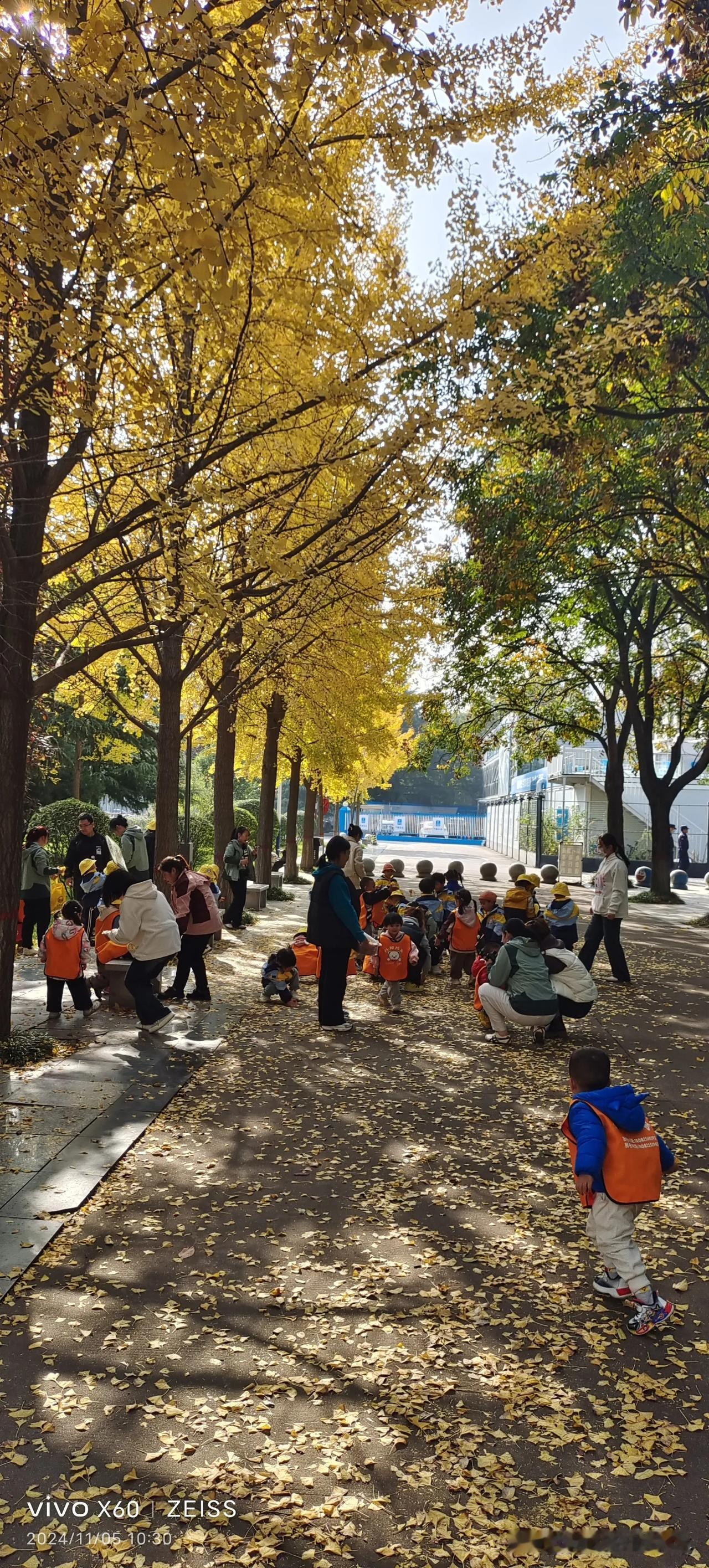 #分享随手拍金黄色的树叶#