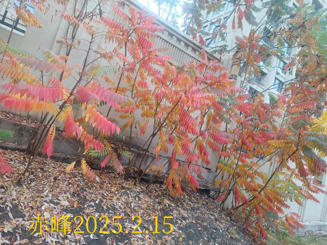 落叶美图路边随拍，落叶美图。