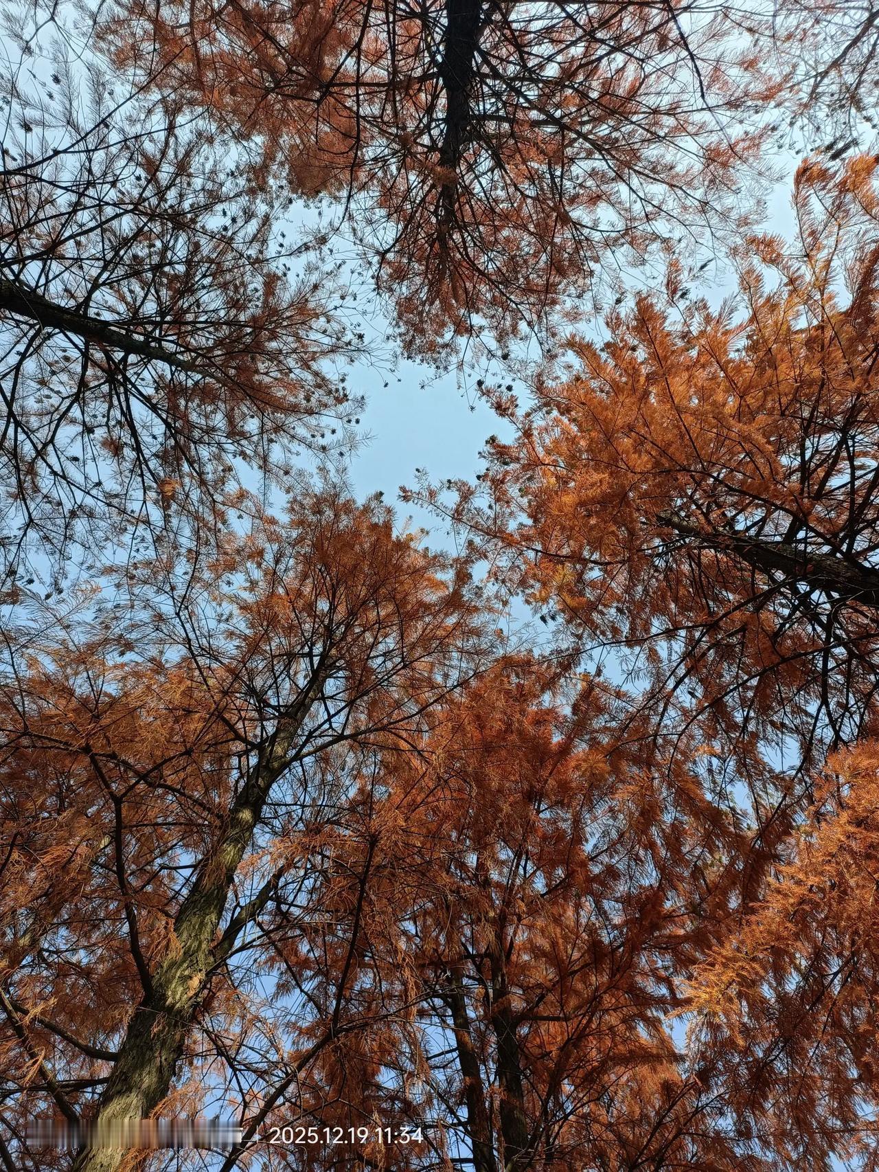 随手拍株洲冬日秋景栗雨湖