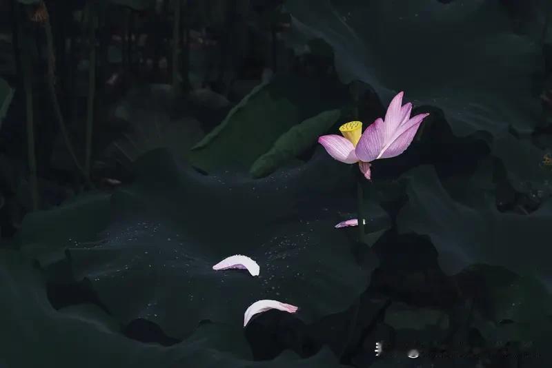 上联:荷花偏爱多情雨，
下联:柳叶独钟无意风。