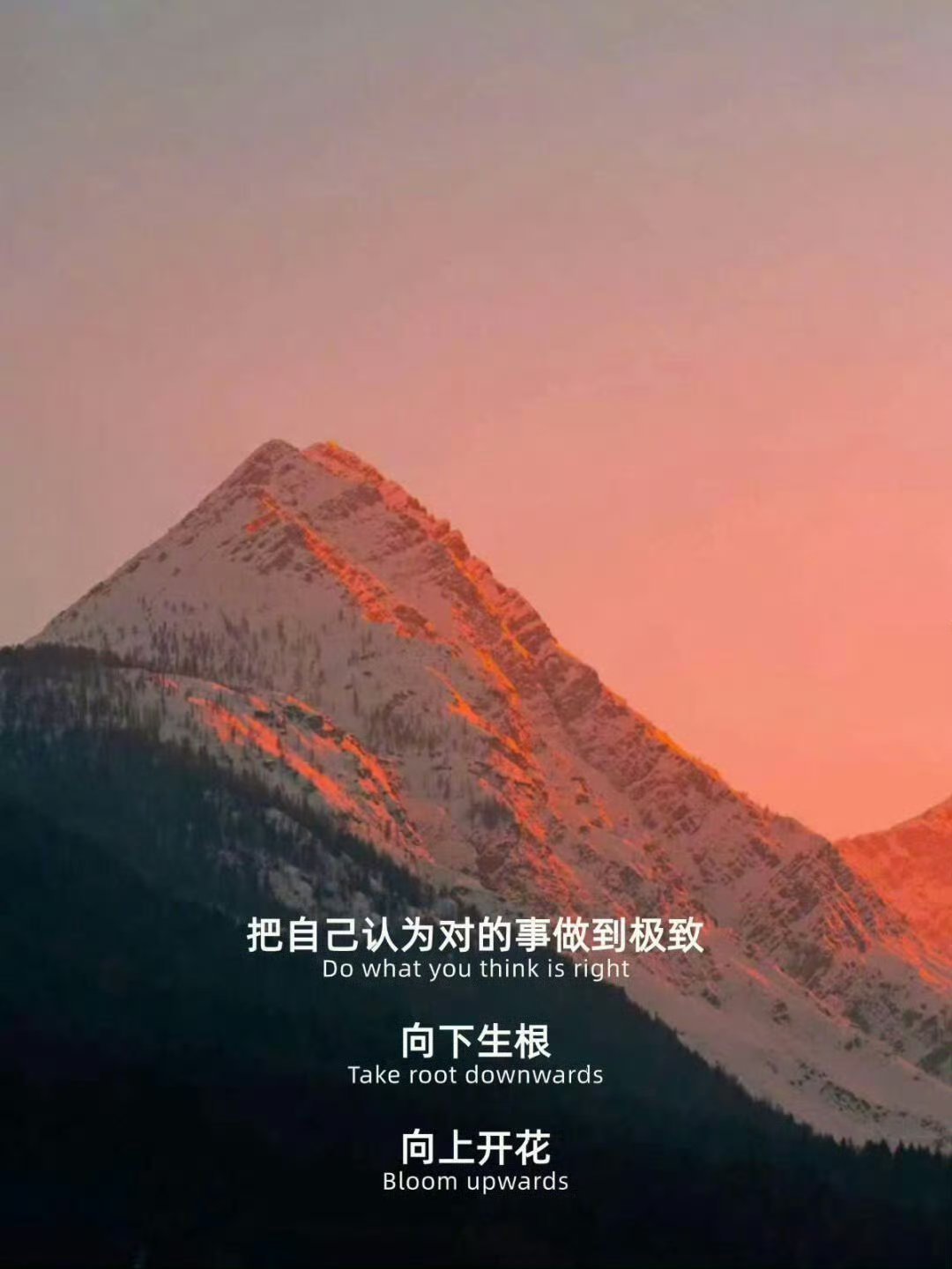 向下生根向上开花 