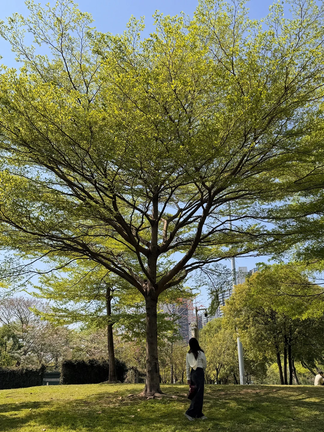 广州大塘继续交换春天🍃