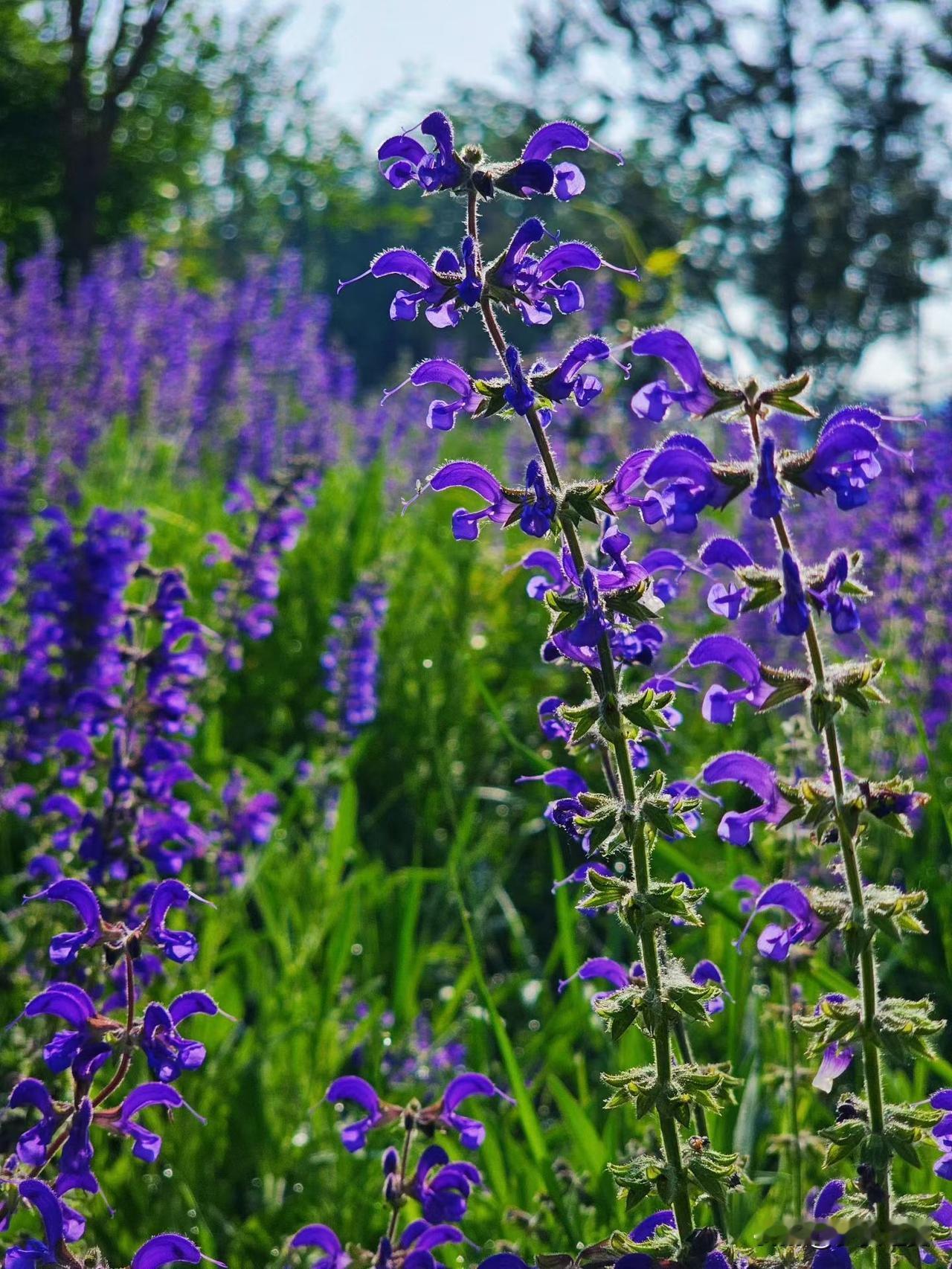 【小对联】
上：窝案；
下：……？