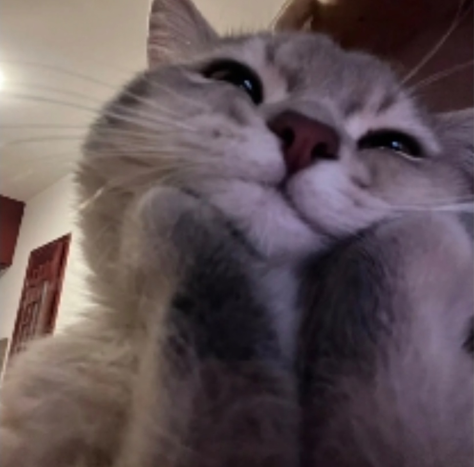 拒绝不了这么可爱的猫猫ฅ՞••՞ฅ 
