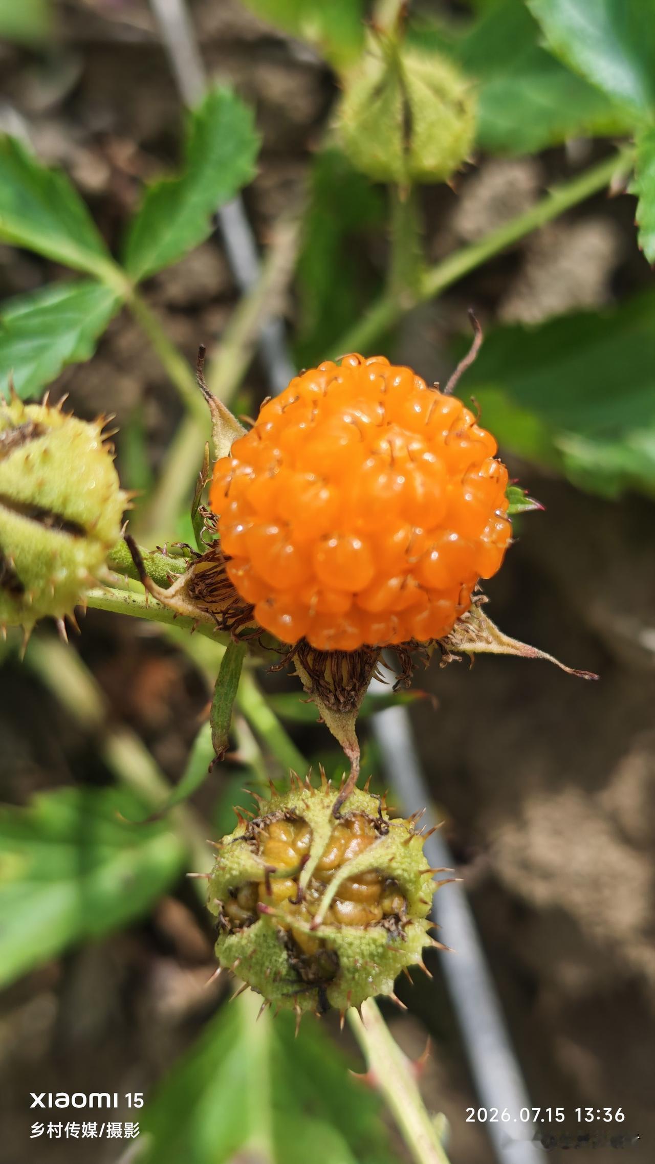 今天随手拍了张野草莓的照片，必须来分享一下。瞧照片里这几颗野草莓，个头小小的，颜