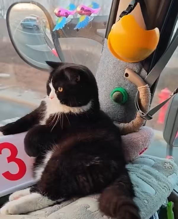 半挂司机养了只半挂猫一人一车一只猫，驰骋千里货运路，小猫懂事又可爱，妥妥最暖心的