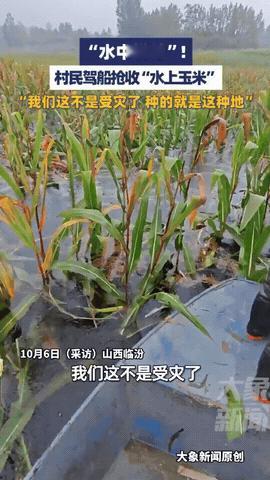 “长见识了！”山西临汾，玉米熟了，村民们去收玉米，可他们不是开三轮车，也不是骑驴