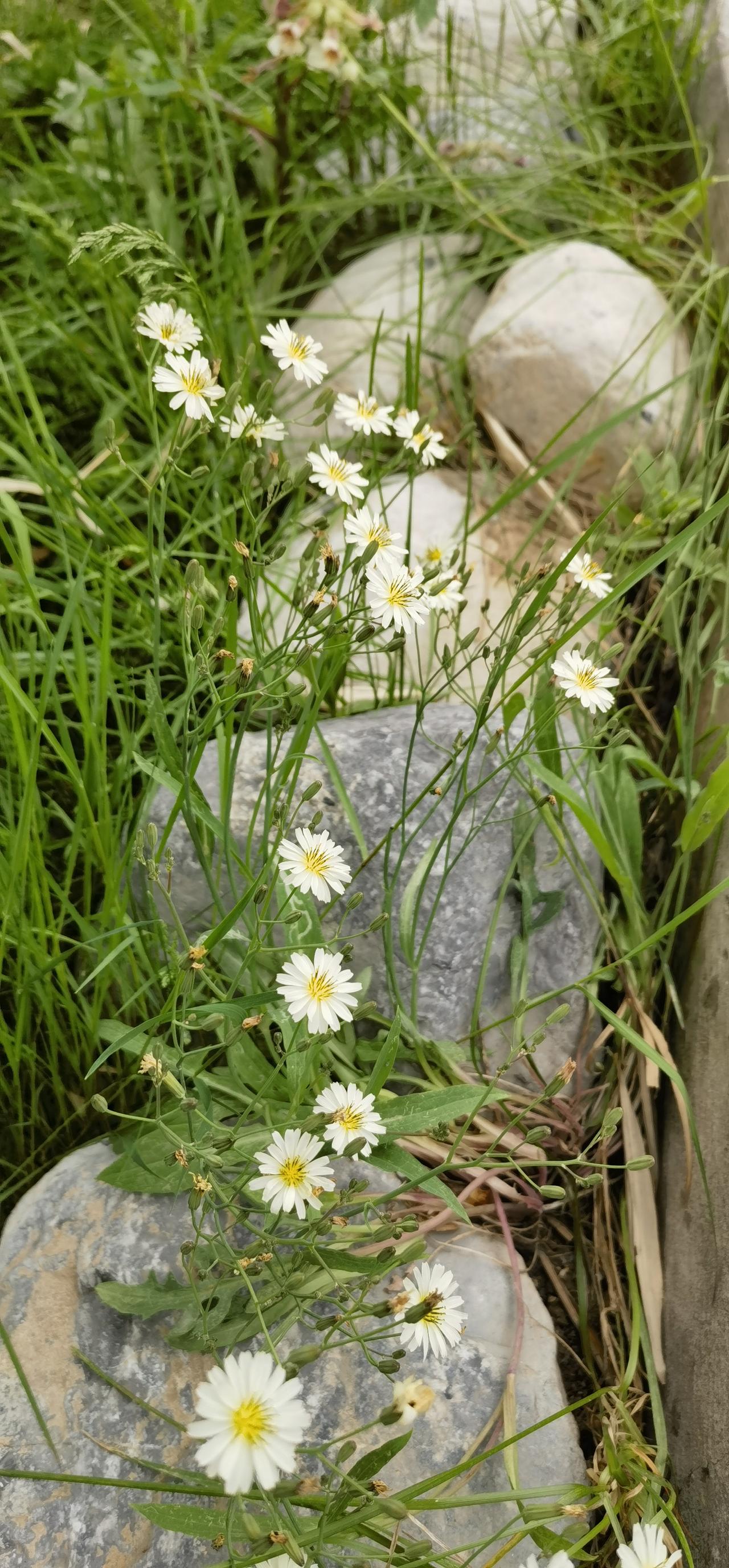 本地田间地头常见植物，苦菊花。
叶如苦菜，茎有节，花如白菊。