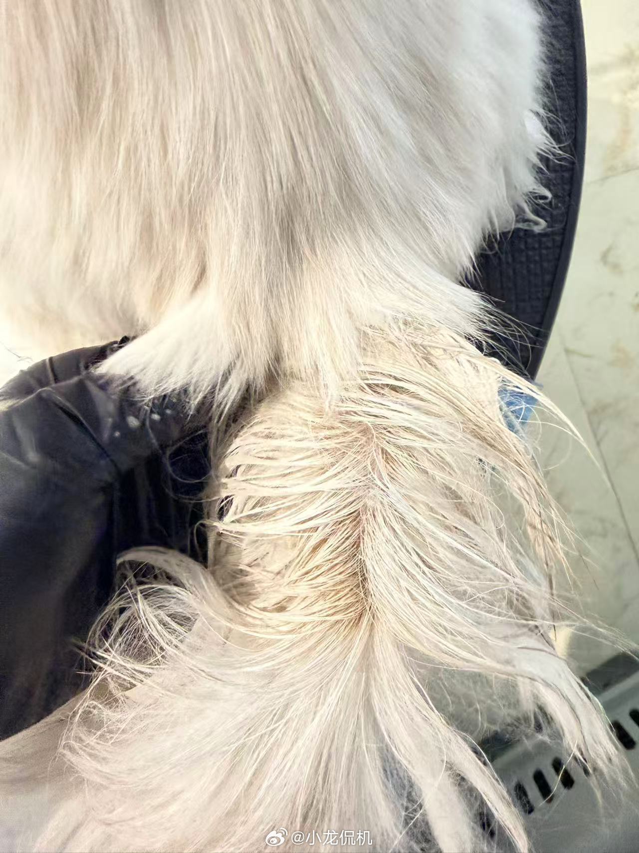 果然钱花哪哪好啊这赛洗完跟换了个猫一样今晚可以搂着睡觉了