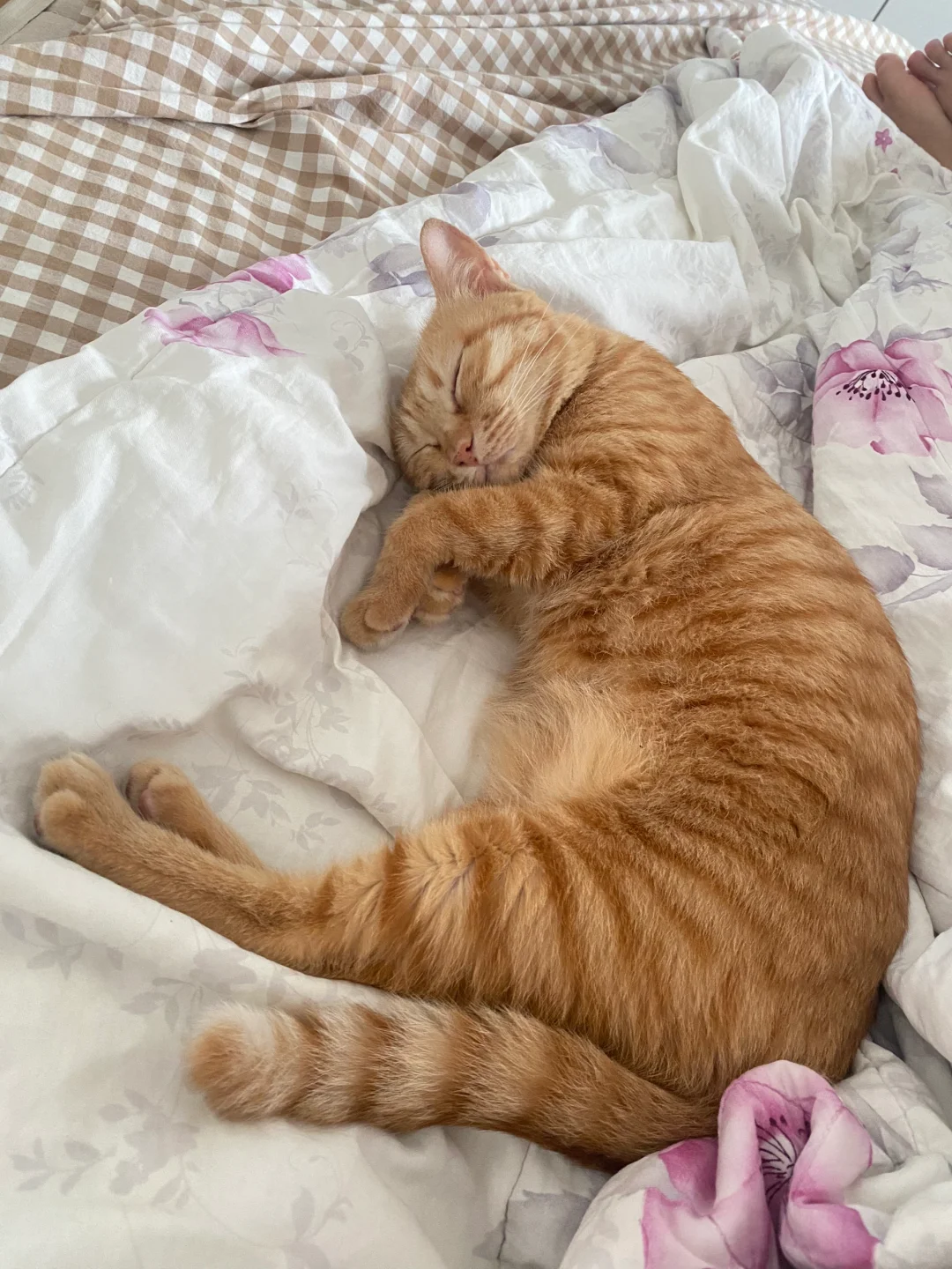 想问下大家会让小猫上床吗？