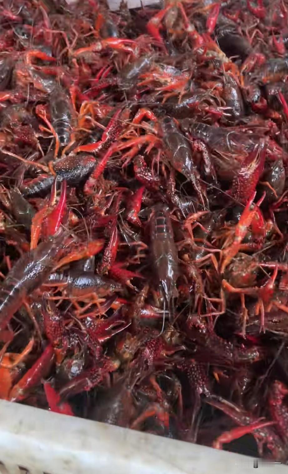 在小龙虾的主产区——湖北荆州地区，今年小龙虾的价格不是贵不贵的问题，而是便宜得堪