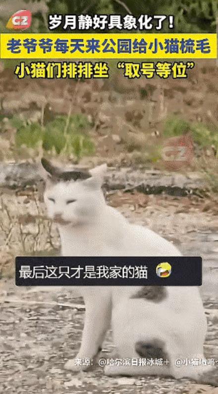“火上新华社了!”近日福建一公园里出现了一群流浪猫，让人吃惊的是：这群流浪猫自觉