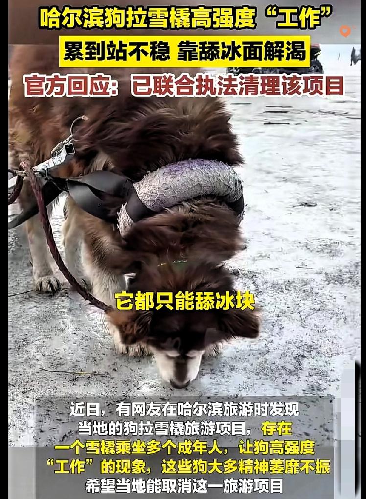 ❄️哈尔滨叫停狗拉雪橇：别让“冰雪浪漫”变成毛孩子的酷刑
 
看到哈尔滨那些拉雪