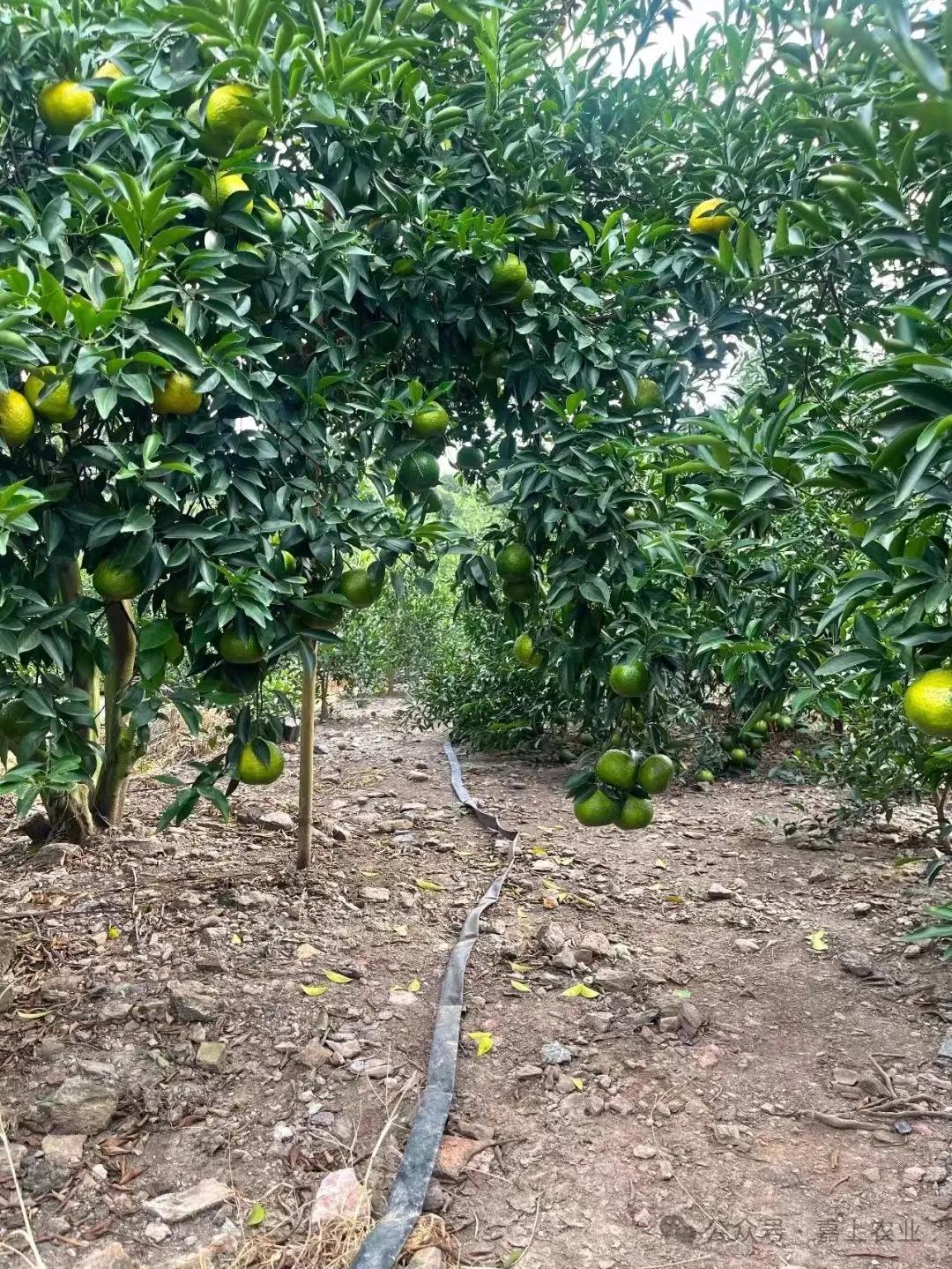 广东有三宝：陈皮、老姜、禾秆草[强]陈皮作为三宝之首，享有“一两陈皮一两金“千年