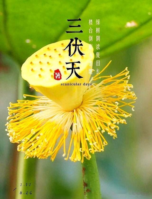 三伏天究竟有多长？
       三伏天的时长并非固定，有30天的，也有40天的