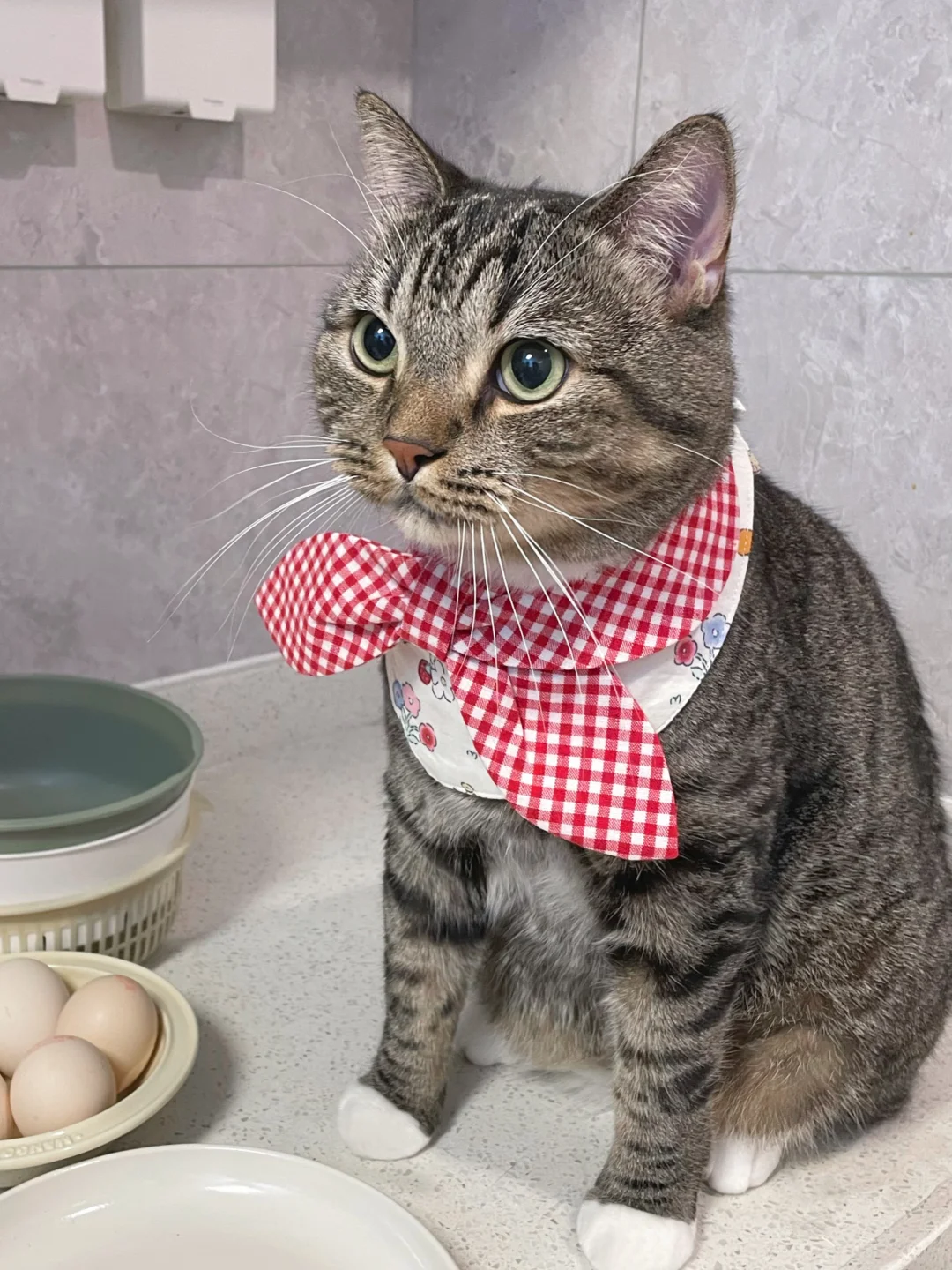 当我妈问我养猫有啥用