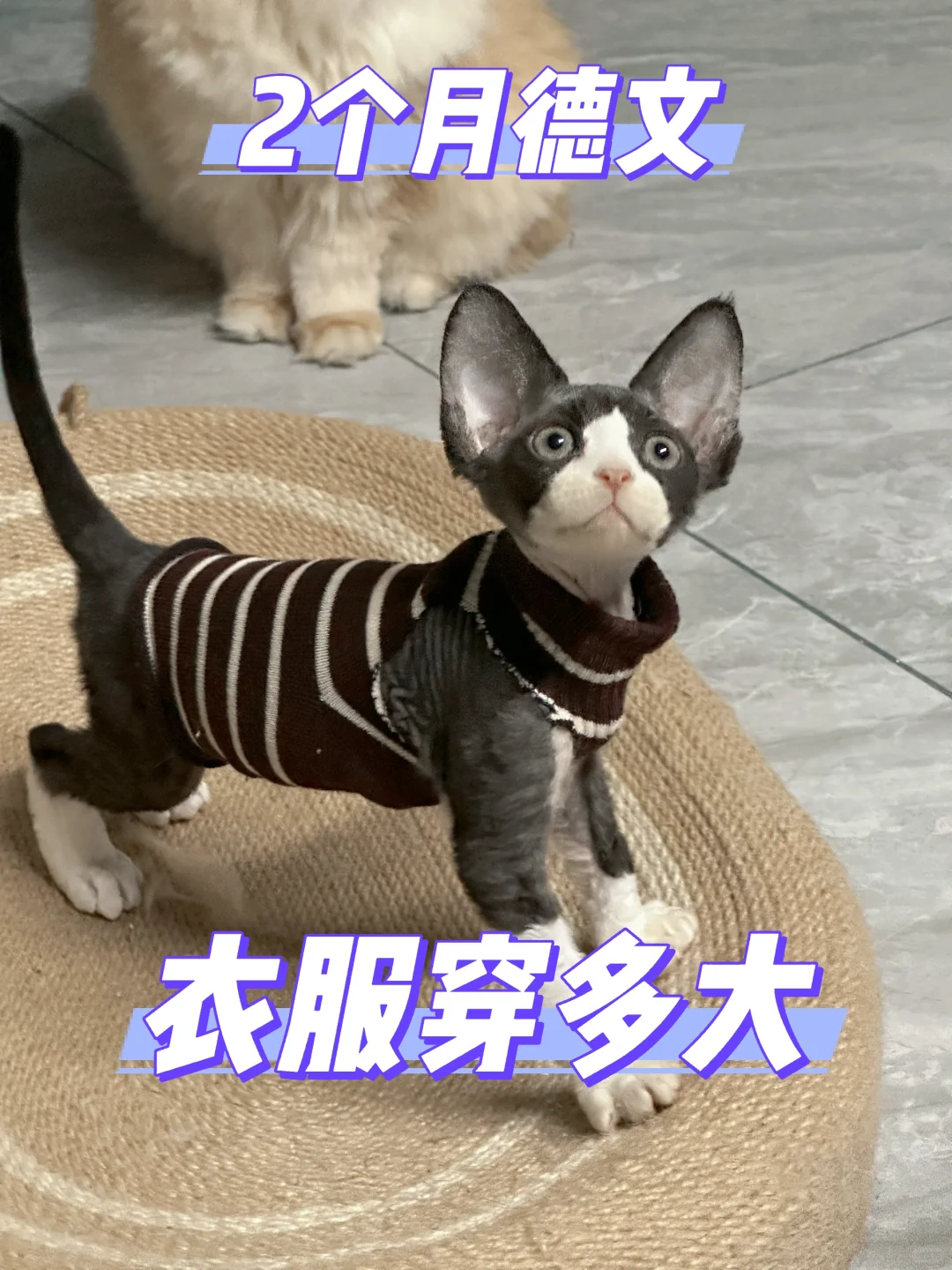 2个月的小德文穿多大的衣服？