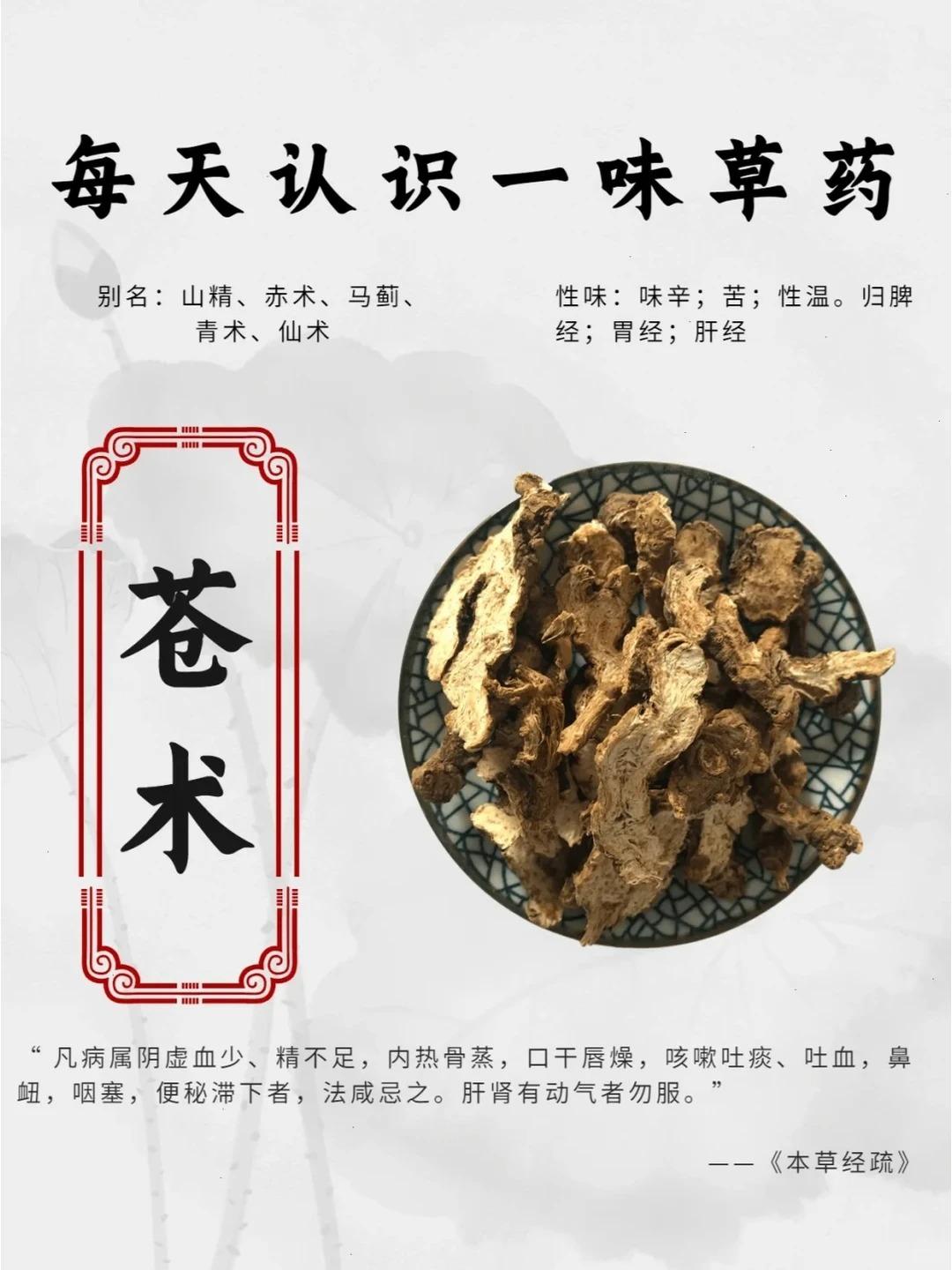 每天认识一味药【苍术】

✨来源：为菊科植物南苍术或北苍术等的根茎。春、秋均可采
