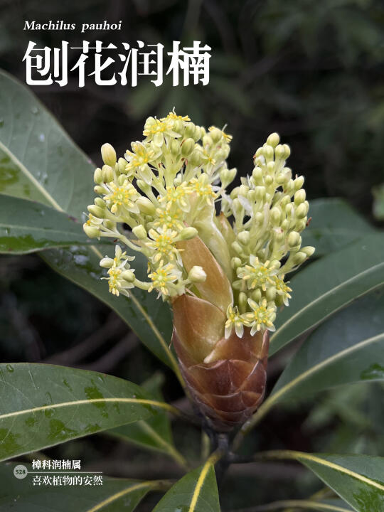 福州植物打标528｜刨花润楠