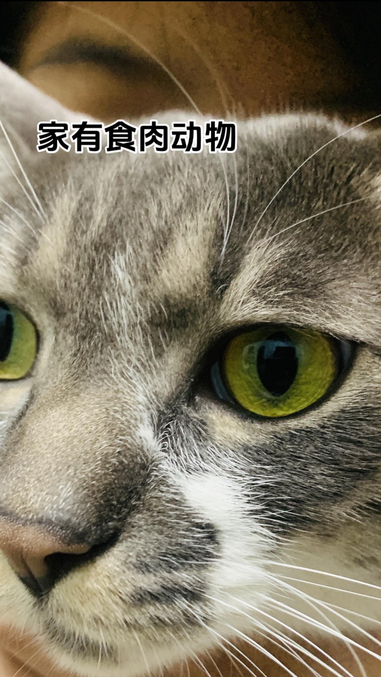 你家有吗？喵星人 我的猫咪 特写镜头