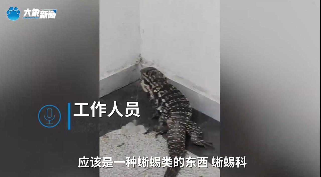 7 月 19 日，一段拍摄于重庆合川商业楼道的短视频在社交平台传开，画面里一条体