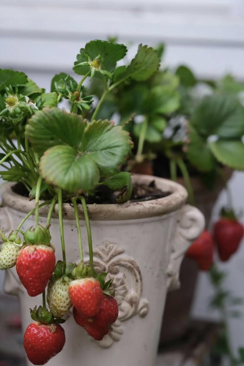 种的草莓滴了秃噜的，我那苗儿啊