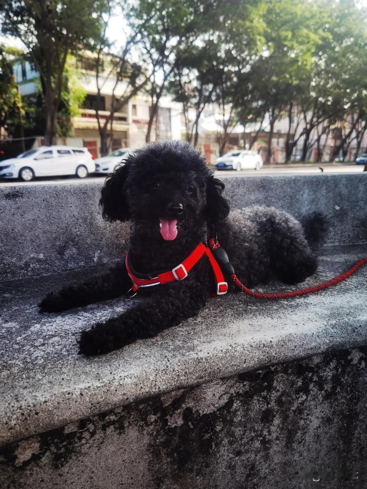 分享每天美好时光胖噜噜和泰迪多多的遛弯时光，静享美好[比心]