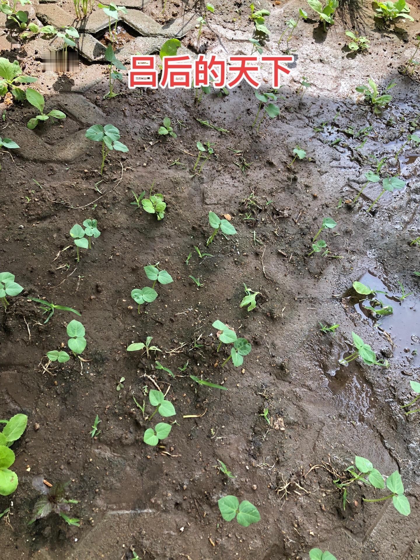 刘邦在临死之前，怕死后自己的老婆吕雉作乱，于是与众大臣立下了一个盟约...