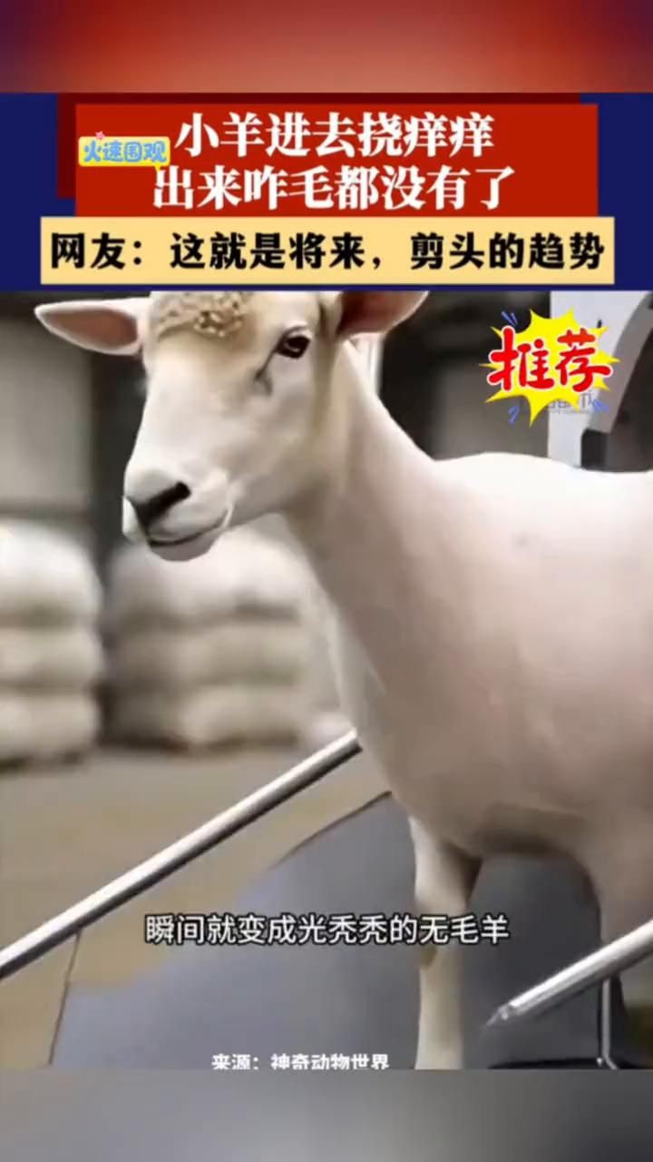 小羊进去挠痒痒，火速围观，出来咋毛都没有了。网友：这就是将来剪头的趋势。
神奇动