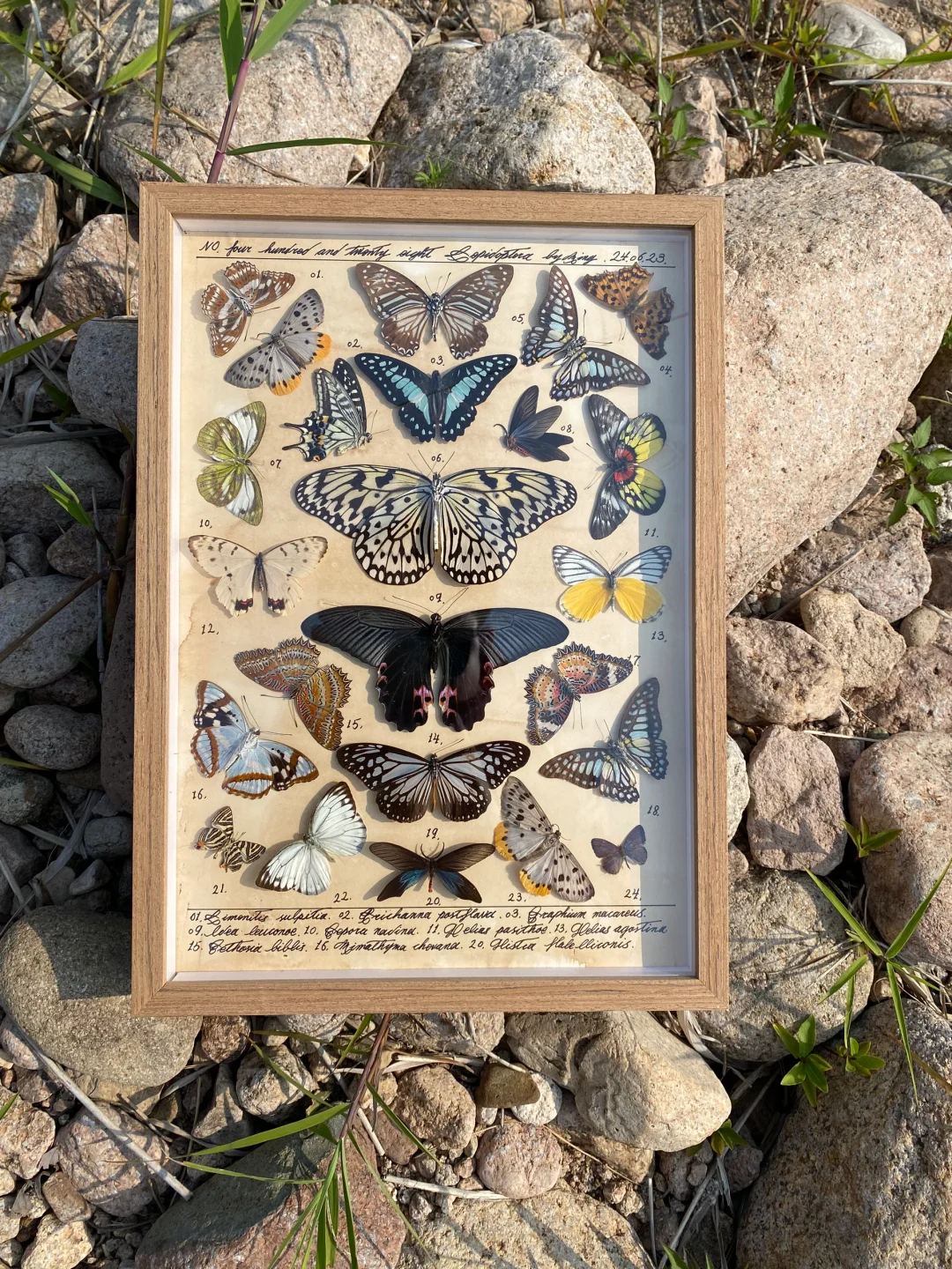 蝴蝶标本图鉴鸭