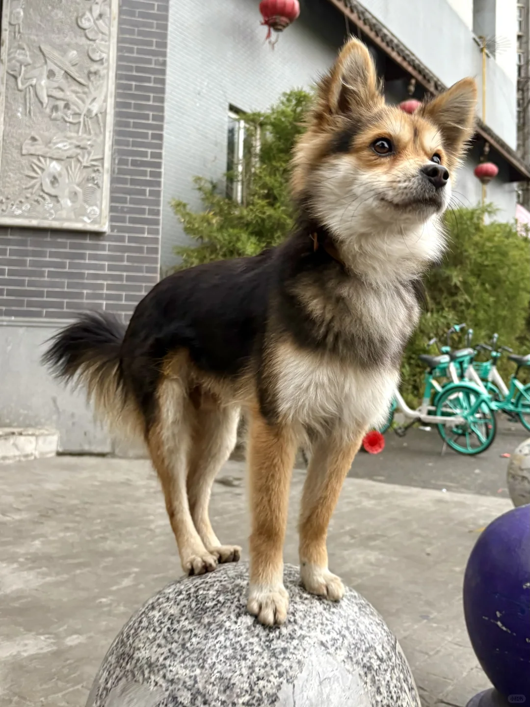 被小男孩公主抱惊慌失措的小黑🤣