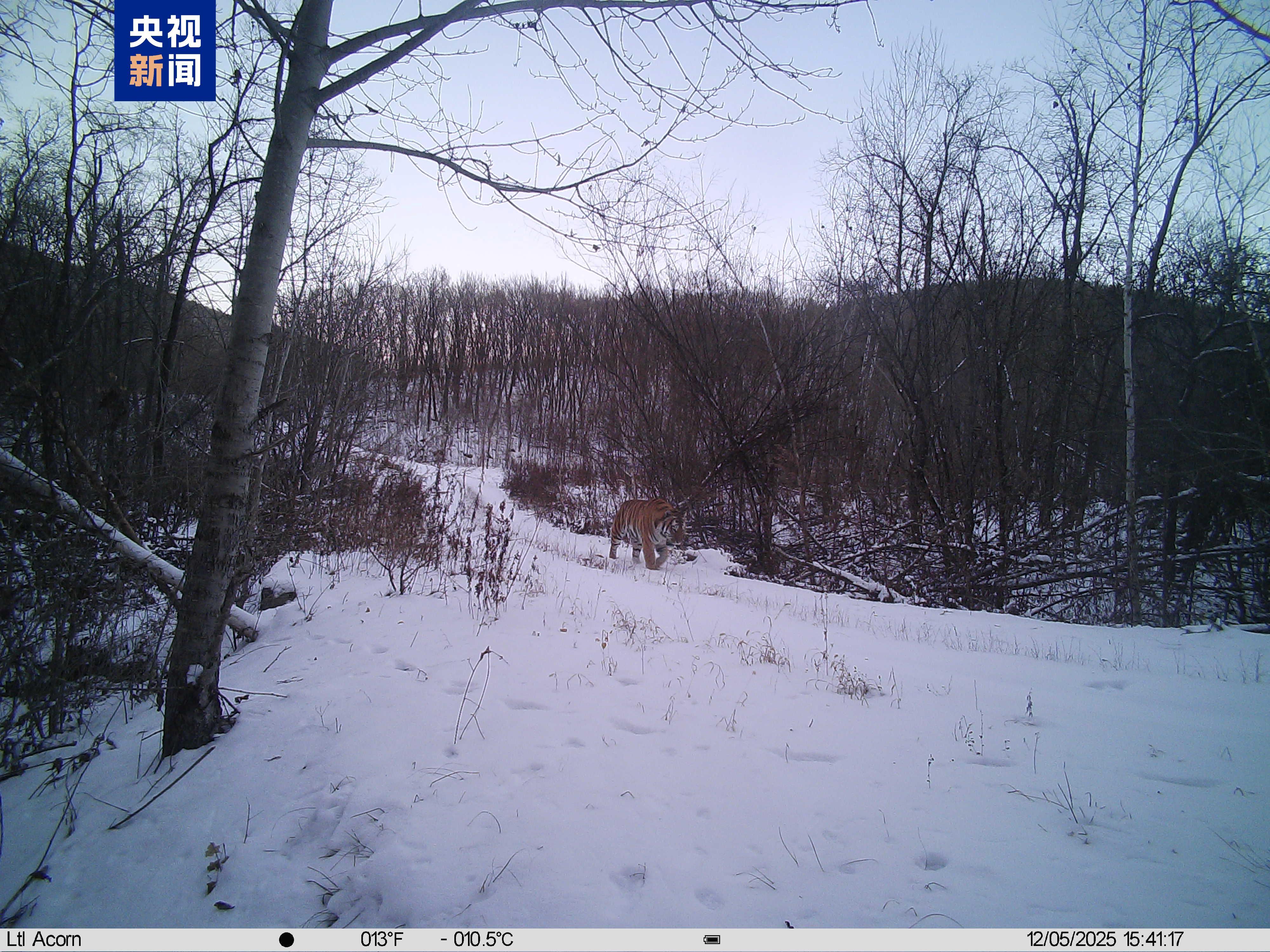 【#野生东北虎完达山1号再现身# 健康状况良好】#野生东北虎完达山1号最新近况#